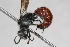  (Amblotropidia - 13738-MutillidC5)  @11 [ ] Copyright (2011) RS Copeland Unspecified