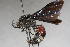  ( - 13738-MutillidF7)  @11 [ ] Copyright (2011) RS Copeland Unspecified