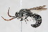 (Smicromyrme nr. strangulata - 13708-MutillidG10)  @11 [ ] Copyright (2011) RS Copeland Unspecified