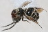  (Smicromyrme sp. 28 - 13708-MutillidH3)  @11 [ ] Copyright (2011) RS Copeland Unspecified