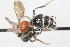  (Smicromyrme sp. 30 - 13708-MutillidH8)  @11 [ ] Copyright (2011) RS Copeland Unspecified