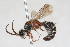  (Smicromyrme sp. 31 - 13709-MutillA2)  @11 [ ] Copyright (2011) RS Copeland Unspecified