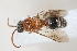  (Smicromyrme sp. 27 - 13709-MutillB5)  @11 [ ] Copyright (2011) RS Copeland Unspecified