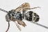  (Paglianotilla sp. 2 - 13709-MutillC10)  @11 [ ] Copyright (2011) RS Copeland Unspecified