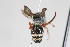  (Paglianotilla sp. 3 - 13709-MutillD3)  @11 [ ] Copyright (2011) RS Copeland Unspecified
