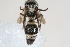  ( - 13709-MutillE10)  @11 [ ] Copyright (2011) RS Copeland Unspecified