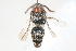  (Smicromyrme sp. 13 - 13709-MutillG1)  @11 [ ] Copyright (2011) RS Copeland Unspecified