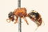  (Smicromyrme sp. 14 - 13709-MutillG4)  @11 [ ] Copyright (2011) RS Copeland Unspecified