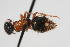  (Smicromyrme sp. 15 - 13709-MutillG5)  @11 [ ] Copyright (2011) RS Copeland Unspecified