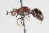  (Smicromyrme sp. 1 - 13709-MutillG7)  @11 [ ] Copyright (2011) RS Copeland Unspecified