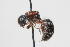  (Smicromyrme sp. 2 - 13709-MutillH1)  @11 [ ] Copyright (2011) RS Copeland Unspecified