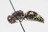  (Smicromyrme sp. 3 - 13709-MutillH2)  @11 [ ] Copyright (2011) RS Copeland Unspecified
