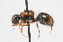  (Smicromyrme sp. 4 - 13709-MutillH3)  @11 [ ] Copyright (2011) RS Copeland Unspecified