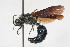  (Smicromyrme sp. 5 - 13709-MutillH4)  @11 [ ] Copyright (2011) RS Copeland Unspecified