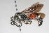  (Smicromyrme sp. 7 - 13709-MutillH9)  @11 [ ] Copyright (2011) RS Copeland Unspecified