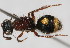  (Smicromyrme sp. 9 - 13710-MutillA7)  @11 [ ] Copyright (2011) RS Copeland Unspecified