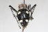  ( - 13710-MutillC3)  @11 [ ] Copyright (2011) RS Copeland Unspecified