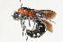  (Lophotilla aspila - 13710-MutillD8)  @11 [ ] Copyright (2011) RS Copeland Unspecified