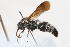  ( - 13710-MutillH2)  @11 [ ] Copyright (2011) RS Copeland Unspecified