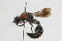  (Stenomutilla sp. 2 - 13712-MutillB7)  @11 [ ] Copyright (2011) RS Copeland Unspecified