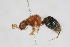  ( - 13712-MutillC4)  @11 [ ] Copyright (2011) RS Copeland Unspecified