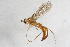  ( - 14482-RhopalosomatidA11)  @11 [ ] Copyright (2011) RS Copeland Unspecified