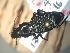  (Pterostichus coracinus - CCDB-30581-A9)  @14 [ ] No Rights Reserved (2017) Elyssa Cameron McGill University