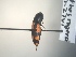  (Megapenthes rogersi - CCDB-30582-E1)  @12 [ ] No Rights Reserved (2017) Elyssa Cameron McGill University