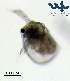  ( - Cl4b)  @11 [ ] CC-BY-NC-ND (2013) Ruth N Kaplan-Levy Israel Oceanographic and Limnological Research