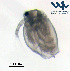  ( - Cl4c)  @11 [ ] CC-BY-NC-ND (2013) Ruth N Kaplan-Levy Israel Oceanographic and Limnological Research