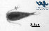  ( - Co2a)  @11 [ ] CC-BY-NC-ND (2013) Ruth N Kaplan-Levy Israel Oceanographic and Limnological Research