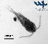  ( - Co2b)  @11 [ ] CC-BY-NC-ND (2013) Ruth N Kaplan-Levy Israel Oceanographic and Limnological Research