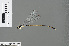  ( - RMNH.INS.501058)  @12 [ ] CreativeCommons - Attribution Non-Commercial Share-Alike (2013) Unspecified Naturalis Biodiversity Center