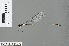  (Coeliccia albicauda - RMNH.INS.501072)  @13 [ ] CreativeCommons - Attribution Non-Commercial Share-Alike (2013) Unspecified Naturalis Biodiversity Center