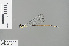  (Coeliccia octogesima - RMNH.INS.503977)  @14 [ ] CreativeCommons - Attribution Non-Commercial Share-Alike (2013) Unspecified Naturalis Biodiversity Center
