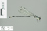  (Coeliccia sp. 2 - RMNH.INS.507662)  @13 [ ] CreativeCommons - Attribution Non-Commercial Share-Alike (2013) Unspecified Naturalis Biodiversity Center