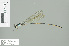  (Coeliccia sp. 1 - RMNH.INS.507677)  @14 [ ] CreativeCommons - Attribution Non-Commercial Share-Alike (2013) Unspecified Naturalis Biodiversity Center