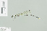 (Coeliccia poungyi - RMNH.INS.509175)  @13 [ ] CreativeCommons - Attribution Non-Commercial Share-Alike (2013) Unspecified Naturalis Biodiversity Center