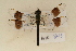  ( - BAR 843)  @13 [ ] Copyright (2011) NMK National Museums of Kenya