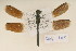  (Tetrathemis polleni - BOG 703)  @14 [ ] Copyright (2011) NMK National Museums of Kenya