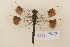  ( - BOG 727)  @13 [ ] Copyright (2011) NMK National Museums of Kenya