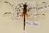  (Crocothemis - BOG 744)  @14 [ ] Copyright (2011) NMK National Museums of Kenya