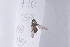  ( - GlpaE10)  @13 [ ] Copyright (2011) Fabian Haas icipe