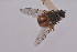  ( - LiloB11)  @12 [ ] Copyright (2011) Fabian Haas icipe