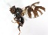  ( - 19646TephC1)  @11 [ ] Copyright (2013) RS Copeland Unspecified