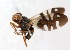  (Metasphenisca gracilipes - 19646TephF11)  @11 [ ] Copyright (2013) RS Copeland Unspecified