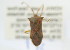  (Cletus sp - NMK-ENTO 1930)  @11 [ ] Unspecified (default): All Rights Reserved  Unspecified Unspecified