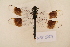  ( - NAT 559)  @13 [ ] Copyright (2011) NMK National Museums of Kenya