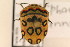  (Sphaerocoris - TT 001)  @13 [ ] Copyright (2011) NMK National Museums of Kenya