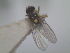  (Liriomyza huidobrensis - LihuF07)  @13 [ ] Unspecified (default): All Rights Reserved  Unspecified icipe